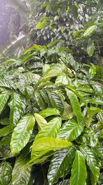 Spices and Fruit Farms